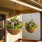 Set 2 Plante Lisianthus – Ghiveci Rachita, Decorative pentru Agatat