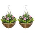 Set 2 Plante Lisianthus – Ghiveci Rachita, Decorative pentru Agatat